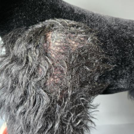 Vintage Steiff Hund auf Rädern - Reittier Hund